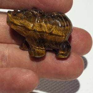 Ours oeil de tigre
