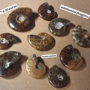 Ammonite fougère