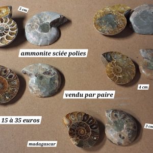 Ammonites scièes et polies