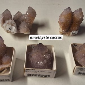 Amethyste cactus